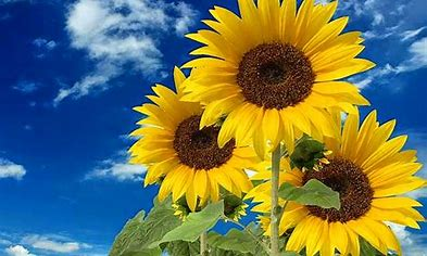 Girasoles