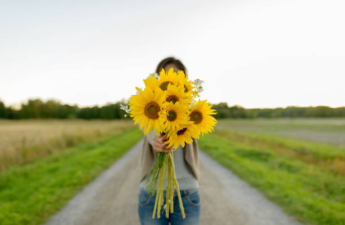 Girasoles